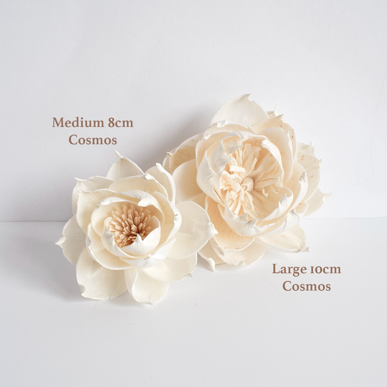 Medium Cosmos Diffuser Flower