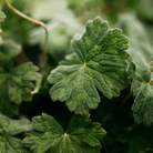 Geranium Leaf Diffuser Oil Refill