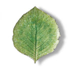 Green leaf on a white background