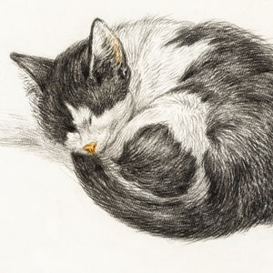 Chalk drawing of a black and white sleeping cat