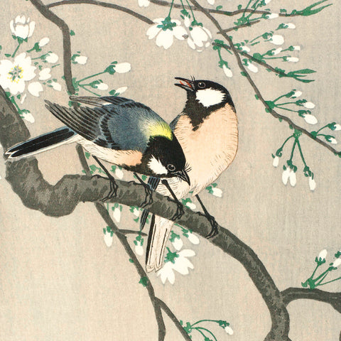 painting with two blue, yellow and orange birds standing on a branch with white and green buds in the background.